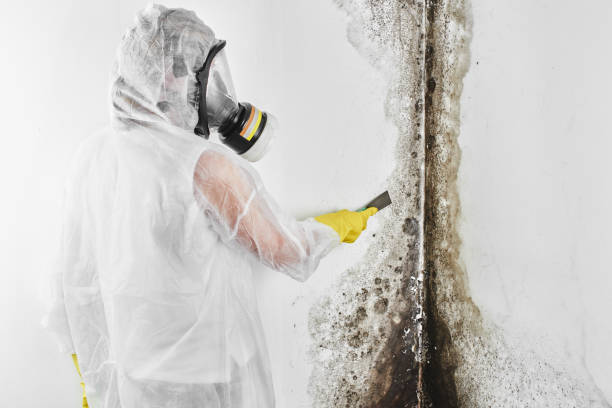 Trusted Chase, PA Mold Removal Experts