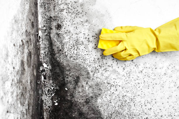 Best Black Mold Removal  in Chase, PA