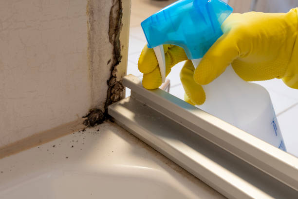 Best Attic Mold Removal  in Chase, PA