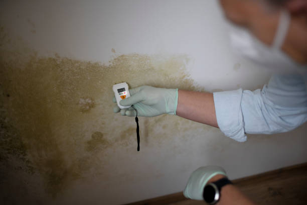 Mold Testing and Removal in Chase, PA