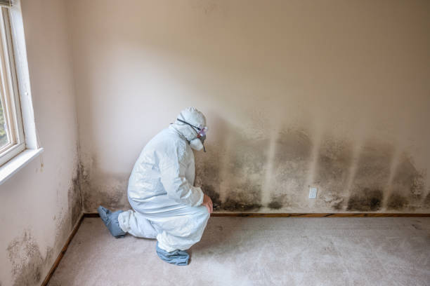 Best Mold Removal Specialists  in Chase, PA