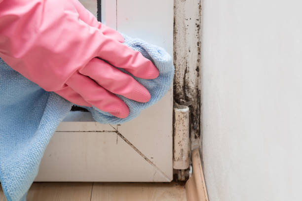 Best Fast Mold Removal  in Chase, PA